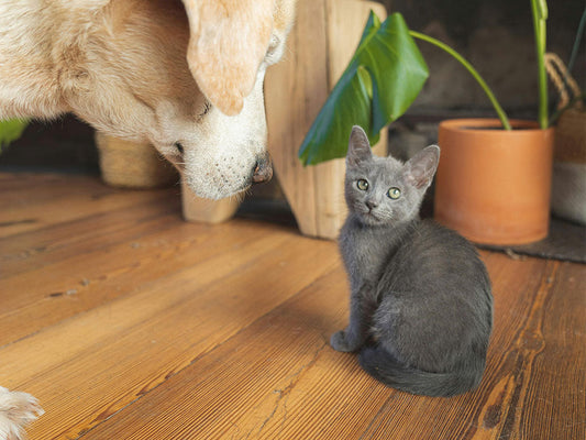 Which Cat Has the Longest Life Expectancy?