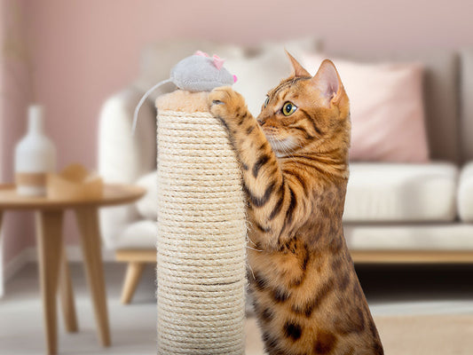 Simple Ways to Enrich Your Indoor Cat's World