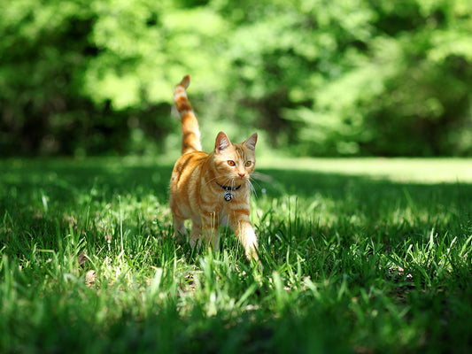 A Checklist for Safe Summer Cat Adventures