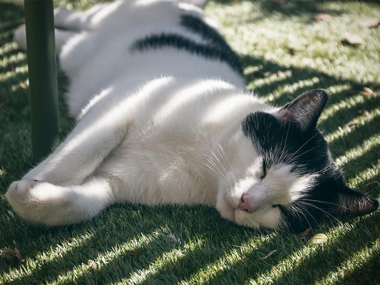 5 Ways to Help Your Cat Beat the Heat (and Avoid Heatstroke)