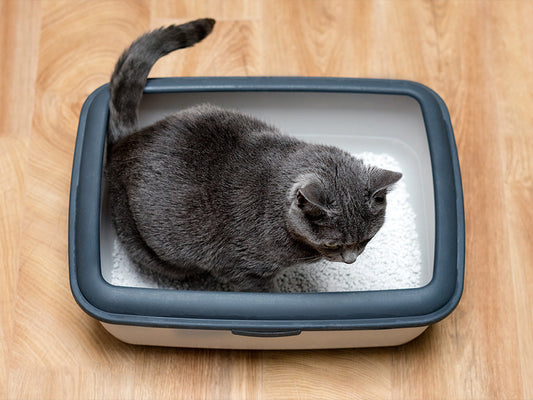 The Ultimate Summer Challenge: Keeping Your Cat Litter Odour-Free