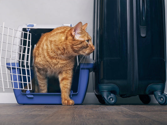 Cat-Friendly Summer Travel - Packing Essentials & Anxiety-Busting Tips