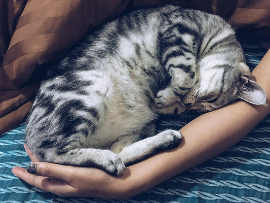 Should You Let Your New Cat Sleep in Your Room?
