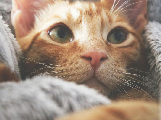 The Importance of Litter Box Maintenance