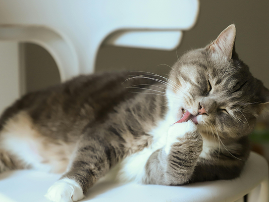 The Science Behind Cat Purring: Why Cats Purr and What It Means for Their Health