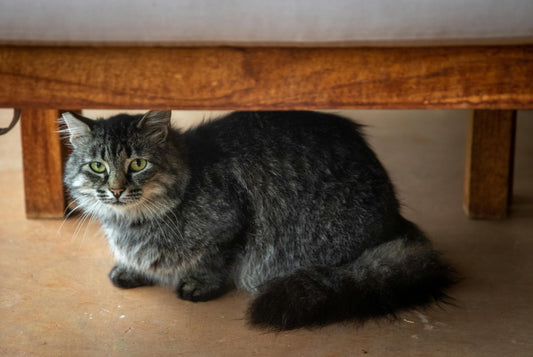Why Your Cat is Hiding Under the Bed After a Room Re-Arrangement