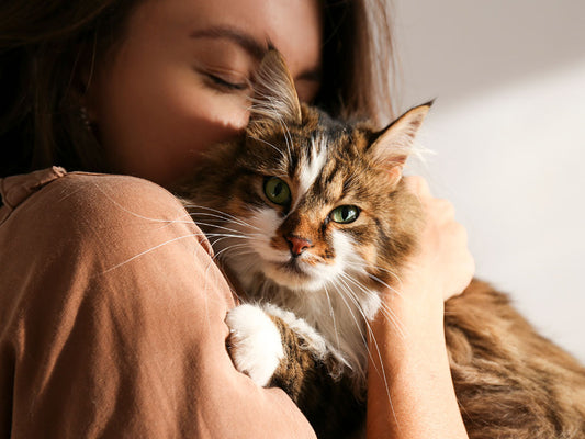 Essential Items for Your New Cat: What You Need