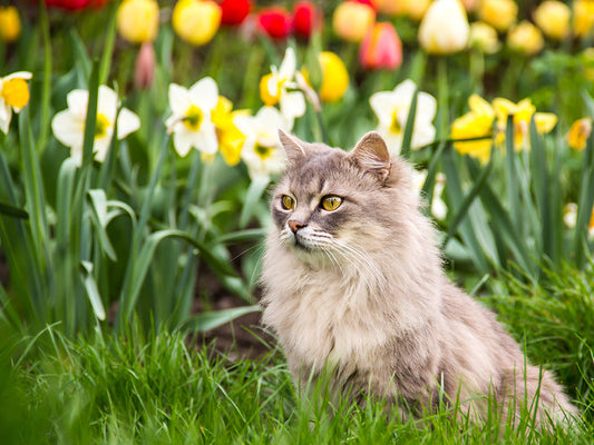Breathe Easier This Spring