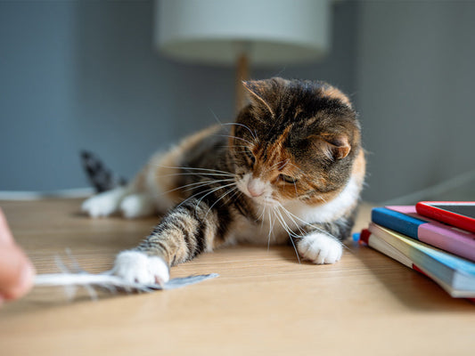 Cat playing with feather in home