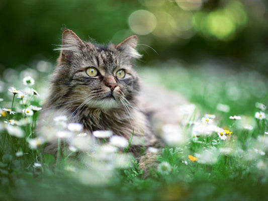 Is it Spring Fever or Litter Box Avoidance? Understanding Cat Behaviour Changes