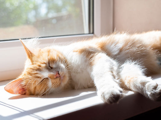 Helping Your Cat Adjust to Longer, Brighter Days
