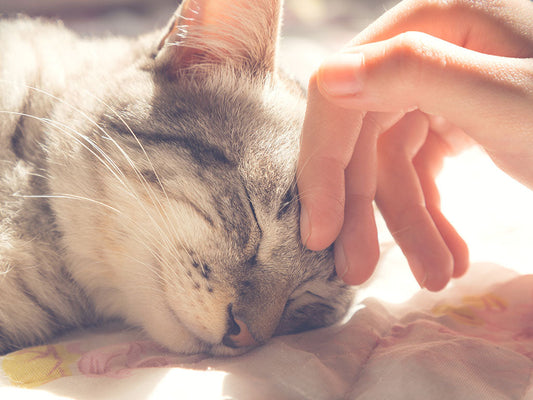 Understanding Your Cat's Affection
