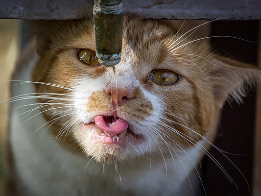 Refreshing Cat Treats to Keep Your Feline Hydrated