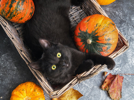 A Feline-Friendly Guide to a Spooky Night