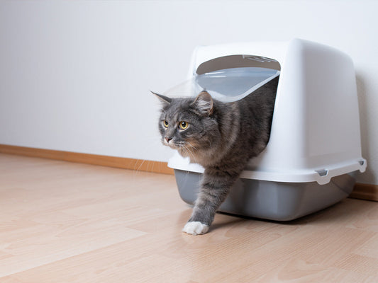 3 Paper Cat Litter Upgrades to Combat High Temperatures