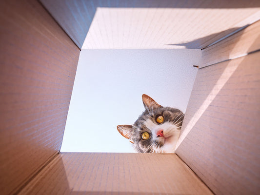 Creative Indoor Games to Keep Your Cat Active