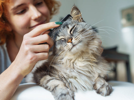 Your Go-To Guide for Summer Cat Grooming