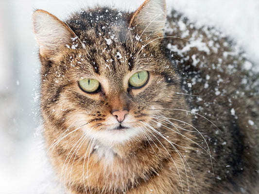 January Switch: Trying Paper Cat Litter