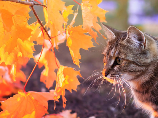 Transitioning to Autumn: Essential Cat Care Tips for the Changing Season