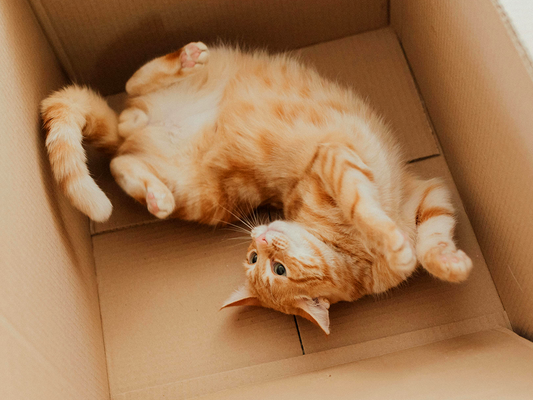 How to Transition Your Cat to a New Home: Minimising Stress and Anxiety