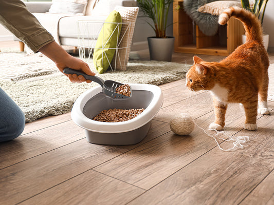 Ginger cat watching owner clean litter box 