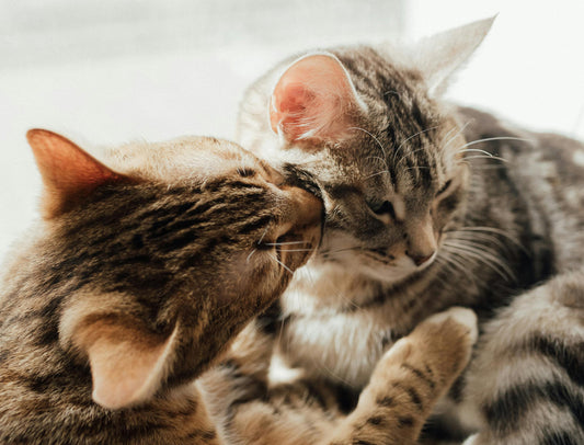 Why Your Cat Is Excessively Licking Themselves and How Cat Litter Can Contribute