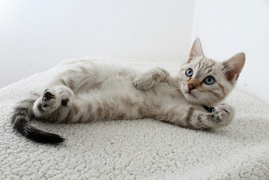 How to Stop Male Kittens from Peeing on Everything