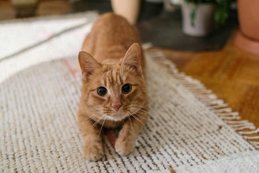 How to Train Cats to Do Tricks and How It's Different from Training Dogs
