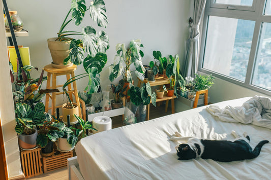 Protecting Your Feline Friend: Toxic Houseplants to Avoid